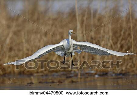 Great Egret (Ardea alba) approaching during landing, Middle Elbe Biosphere Reserve, Saxony-Anhalt, Germany, Europe View Large Photo Image Stock Image - Great Egret (Ardea alba) approaching during landing, Middle Elbe Biosphere Reserve, Saxony-Anhalt, Germany, Europe. Fotosearch
