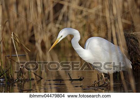 Great Egret (Ardea alba) standing in water, searching for food, Middle Elbe Biosphere Reserve, Saxony-Anhalt, Germany, Europe View Large Photo Image Picture - Great Egret (Ardea alba) standing in water, searching for food, Middle Elbe Biosphere Reserve, Saxony-Anhalt, Germany, Europe. Fotosearch