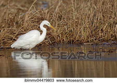 Great Egret (Ardea alba) standing in water, searching for food, Middle Elbe Biosphere Reserve, Saxony-Anhalt, Germany, Europe View Large Photo Image Stock Image - Great Egret (Ardea alba) standing in water, searching for food, Middle Elbe Biosphere Reserve, Saxony-Anhalt, Germany, Europe. Fotosearch