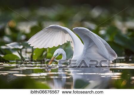 Great egret (Casmerodius albus) hunting, Middle Elbe Biosphere Reserve, Saxony-Anhalt, Germany, Europe View Large Photo Image Stock Photo - Great egret (Casmerodius albus) hunting, Middle Elbe Biosphere Reserve, Saxony-Anhalt, Germany, Europe. Fotosearch