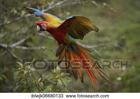 Great green macaw (Ara ambiguus) hybridized with bright red macaw (Ara macao) in flight, Alvaro Otoya Farm, Alajuela Province, Costa Rica, Central America View Large Photo Image Stock Image - Great green macaw (Ara ambiguus) hybridized with bright red macaw (Ara macao) in flight, Alvaro Otoya Farm, Alajuela Province, Costa Rica, Central America. Fotosearch