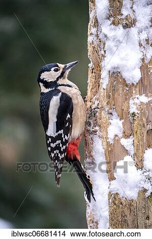 Great spotted woodpecker (Dendrocopos major), in winter on a tree trunk, Volcanic Eifel, Rhineland-Palatinate, Germany, Europe View Large Photo Image Picture - Great spotted woodpecker (Dendrocopos major), in winter on a tree trunk, Volcanic Eifel, Rhineland-Palatinate, Germany, Europe. Fotosearch