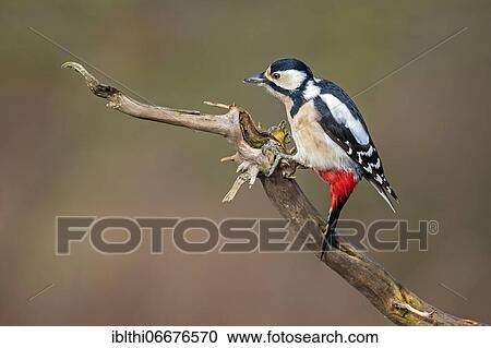 Great Spotted Woodpecker (Dendrocopos major) female, Middle Elbe Biosphere Reserve, Saxony-Anhalt, Germany, Europe View Large Photo Image Stock Image - Great Spotted Woodpecker (Dendrocopos major) female, Middle Elbe Biosphere Reserve, Saxony-Anhalt, Germany, Europe. Fotosearch