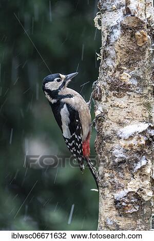 Great spotted woodpecker (Dendrocopos major), female foraging on a tree trunk, during snowfall, Germany, Europe View Large Photo Image Stock Image - Great spotted woodpecker (Dendrocopos major), female foraging on a tree trunk, during snowfall, Germany, Europe. Fotosearch