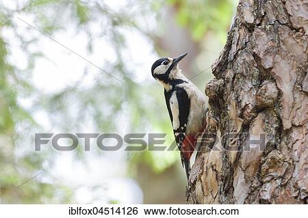 Great spotted woodpecker (Dendrocopos major), female at tree trunk, Tyrol, Austria, Europe View Large Photo Image Stock Photograph - Great spotted woodpecker (Dendrocopos major), female at tree trunk, Tyrol, Austria, Europe. Fotosearch