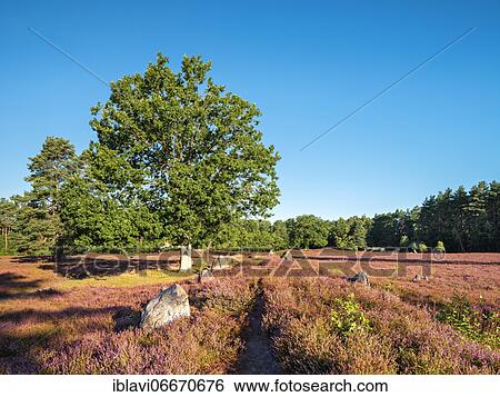 Stock Photograph - Great stone grave, heath landscape with flowering heather, Oldendorfer Totenstatt, Lüneburger Heide, Amelinghausen, Lower Saxony, Germany, Europe. Fotosearch
