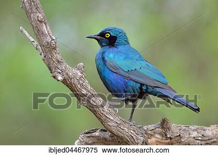 Greater blue-eared starling (Lamprotornis chalybaeus), adult perched on a branch, Kruger National Park, South Africa, Africa View Large Photo Image Stock Photography - Greater blue-eared starling (Lamprotornis chalybaeus), adult perched on a branch, Kruger National Park, South Africa, Africa. Fotosearch