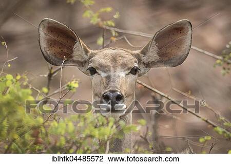 Greater Kudu (Tragelaphus strepsiceros), Kruger National Park, Republic of South Africa View Large Photo Image Stock Image - Greater Kudu (Tragelaphus strepsiceros), Kruger National Park, Republic of South Africa. Fotosearch