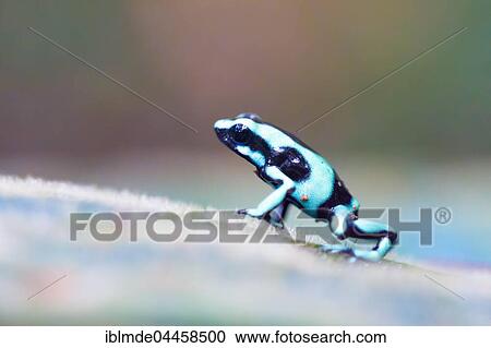 Green and black poison dart frog (Dendrobates auratus), Quepos, Puntarenas Province, Costa Rica, Central America View Large Photo Image Stock Image - Green and black poison dart frog (Dendrobates auratus), Quepos, Puntarenas Province, Costa Rica, Central America. Fotosearch
