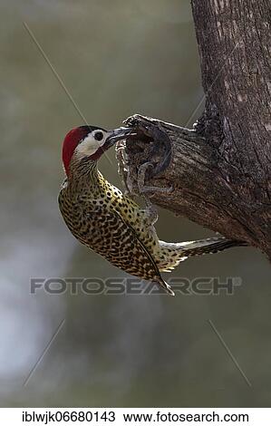 Stock Image - Green-barred woodpecker (Colaptes melanochloros) pecking at a branch stump, Mato Grosso, Pantanal, Brazil, South America. Fotosearch