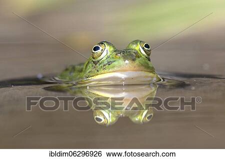 Green frog (Pelophylax esculentus) in the water, North Rhine-Westphalia, Germany, Europe View Large Photo Image Stock Photograph - Green frog (Pelophylax esculentus) in the water, North Rhine-Westphalia, Germany, Europe. Fotosearch