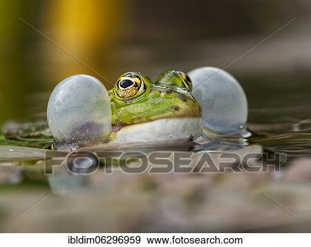 Green frog (Pelophylax esculentus), North Rhine-Westphalia, Germany, Europe View Large Photo Image Stock Photo - Green frog (Pelophylax esculentus), North Rhine-Westphalia, Germany, Europe. Fotosearch