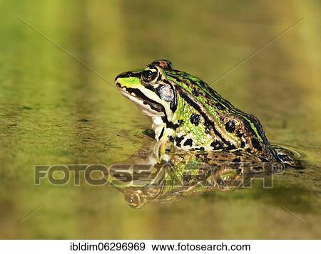 Green frog (Pelophylax esculentus) sitting in the water, North Rhine-Westphalia, Germany, Europe View Large Photo Image Stock Photo - Green frog (Pelophylax esculentus) sitting in the water, North Rhine-Westphalia, Germany, Europe. Fotosearch
