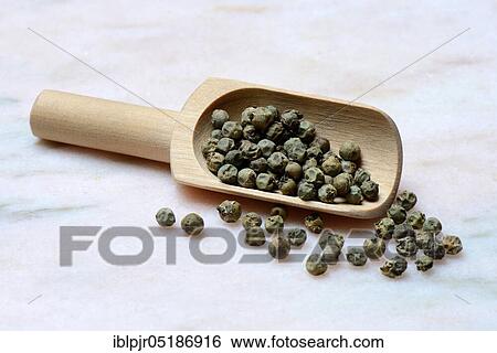 Green Malabar pepper ( Piper nigrum) in wooden shovel, Malabar pepper View Large Photo Image Stock Photograph - Green Malabar pepper ( Piper nigrum) in wooden shovel, Malabar pepper. Fotosearch