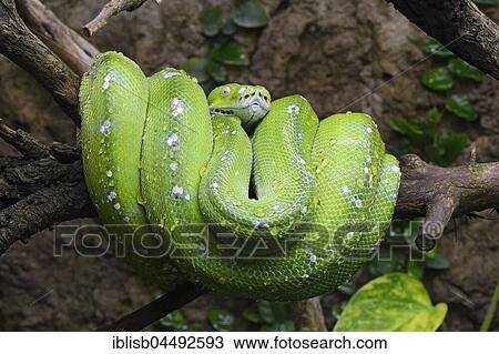 Green tree python (Morelia viridis), hanging on the tree, captive, occurrence Asia, Australia, Oceania View Large Photo Image Stock Image - Green tree python (Morelia viridis), hanging on the tree, captive, occurrence Asia, Australia, Oceania. Fotosearch