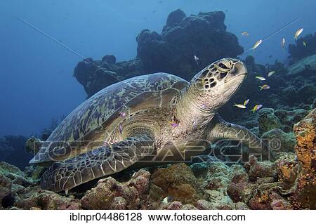 Green turtle (Chelonia mydas) sitting in coral reef, Indian Ocean, Maldives, Asia View Large Photo Image Stock Photo - Green turtle (Chelonia mydas) sitting in coral reef, Indian Ocean, Maldives, Asia. Fotosearch