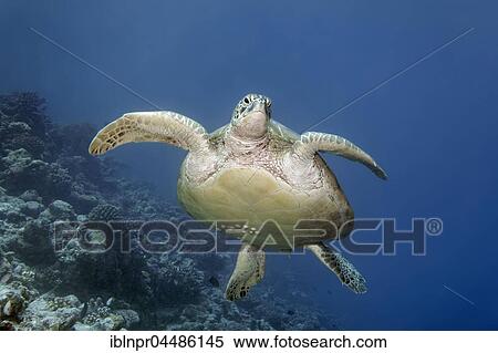 Green turtle (Chelonia mydas) with barnacles (Balanidae) swimming over coral reef, Indian Ocean, Maldives, Asia View Large Photo Image Stock Photography - Green turtle (Chelonia mydas) with barnacles (Balanidae) swimming over coral reef, Indian Ocean, Maldives, Asia. Fotosearch