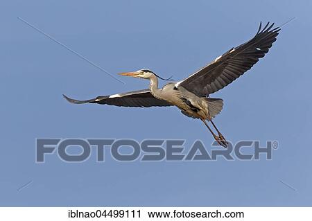 Grey Heron (Ardea cinerea), adult, in flight, Schleswig-Holstein, Germany, Europe View Large Photo Image Stock Image - Grey Heron (Ardea cinerea), adult, in flight, Schleswig-Holstein, Germany, Europe. Fotosearch