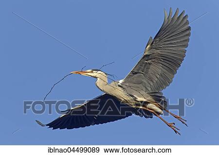 Grey Heron (Ardea cinerea), adult, in flight with nesting material, Bramfelder See, Schleswig-Holstein, Germany, Europe View Large Photo Image Stock Photo - Grey Heron (Ardea cinerea), adult, in flight with nesting material, Bramfelder See, Schleswig-Holstein, Germany, Europe. Fotosearch