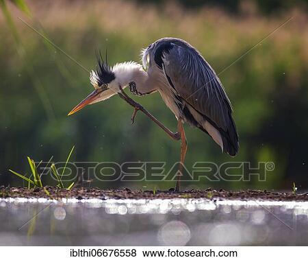 Grey heron (Ardea cinerea) Plumage care, splendid plumage, Kiskunsag National Park, Hungary, Europe View Large Photo Image Stock Photo - Grey heron (Ardea cinerea) Plumage care, splendid plumage, Kiskunsag National Park, Hungary, Europe. Fotosearch