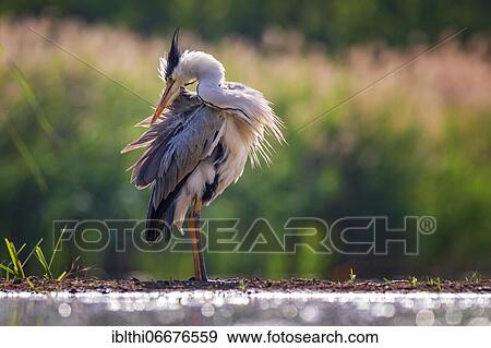 Grey heron (Ardea cinerea) Plumage care, splendid plumage, Kiskunsag National Park, Hungary, Europe View Large Photo Image Stock Photo - Grey heron (Ardea cinerea) Plumage care, splendid plumage, Kiskunsag National Park, Hungary, Europe. Fotosearch