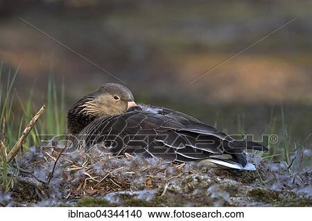 Stock Image - Greylag Goose (Anser anser), brooding on the nest, Hamburg, Germany, Europe. Fotosearch