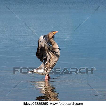 Greylag Goose (Anser anser) flaps its wings, standing in water, Allersee, Wolfsburg, Lower Saxony, Germany, Europe View Large Photo Image Stock Image - Greylag Goose (Anser anser) flaps its wings, standing in water, Allersee, Wolfsburg, Lower Saxony, Germany, Europe. Fotosearch