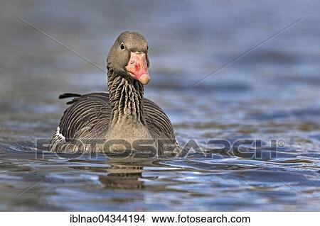 Greylag Goose (Anser anser), swimming, Hamburg, Germany, Europe View Large Photo Image Picture - Greylag Goose (Anser anser), swimming, Hamburg, Germany, Europe. Fotosearch
