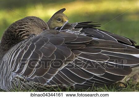 Greylag Goose (Anser anser) with chicks in plumage, Hamburg, Germany, Europe View Large Photo Image Stock Image - Greylag Goose (Anser anser) with chicks in plumage, Hamburg, Germany, Europe. Fotosearch