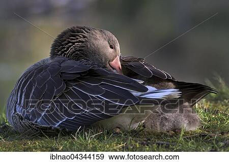 Greylag Goose (Anser anser) with chicks under plumage, Hamburg, Germany, Europe View Large Photo Image Stock Photo - Greylag Goose (Anser anser) with chicks under plumage, Hamburg, Germany, Europe. Fotosearch