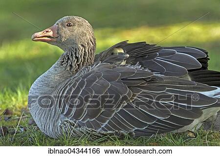 Greylag Goose (Anser anser) with chicks in plumage, Hamburg, Germany, Europe View Large Photo Image Stock Photograph - Greylag Goose (Anser anser) with chicks in plumage, Hamburg, Germany, Europe. Fotosearch