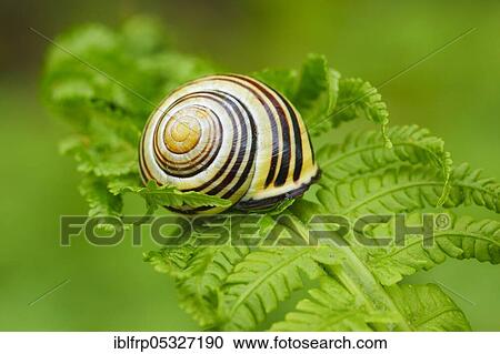Stock Image - Grove slug, Cepaea nemoralis, Switzerland, Europe. Fotosearch