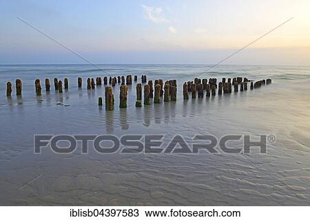 Groynes covered in algae, Rantum Beach, Sylt, North Frisian Islands, North Frisia, Schleswig-Holstein, Germany, Europe View Large Photo Image Stock Image - Groynes covered in algae, Rantum Beach, Sylt, North Frisian Islands, North Frisia, Schleswig-Holstein, Germany, Europe. Fotosearch