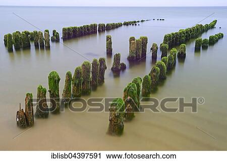 Groynes covered in algae, Rantum Beach, Sylt, North Frisian Islands, North Frisia, Schleswig-Holstein, Germany, Europe View Large Photo Image Stock Image - Groynes covered in algae, Rantum Beach, Sylt, North Frisian Islands, North Frisia, Schleswig-Holstein, Germany, Europe. Fotosearch