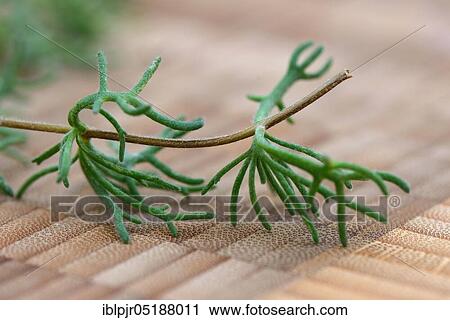 Gyros herb, gyros mugwort, carpet mugwort, Artemisia caucasica View Large Photo Image Stock Image - Gyros herb, gyros mugwort, carpet mugwort, Artemisia caucasica. Fotosearch