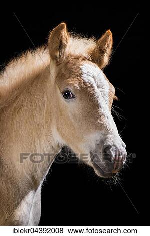 Haflinger Foal stallion, Stubai Valley, Tyrol, Östrreich View Large Photo Image Stock Photo - Haflinger Foal stallion, Stubai Valley, Tyrol, Östrreich. Fotosearch