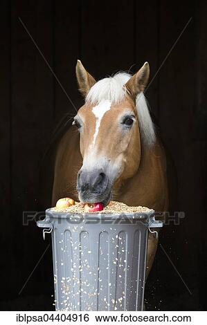 Stock Photograph - Haflinger horse, Lehmfuchs, eating from a feeding barrel, concentrated feed, carrots and apples, Austria, Europe. Fotosearch