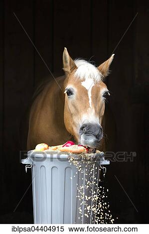 Stock Photography - Haflinger horse, Lehmfuchs, eating from a feeding barrel, concentrated feed, carrots and apples, Austria, Europe. Fotosearch