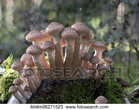 Stock Image - Hallimasch (Armillaria polymyces), North Rhine-Westphalia, Germany, Europe. Fotosearch