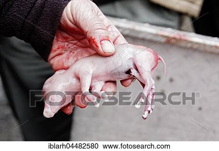 Hand holding fetus of boar (Sus scrofa), Baden-Württemberg, Germany, Europe View Large Photo Image Stock Image - Hand holding fetus of boar (Sus scrofa), Baden-Württemberg, Germany, Europe. Fotosearch