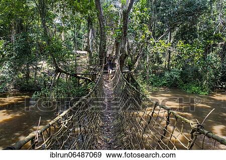 Hand made vine bridge in the Unesco world heritage sight Dzanga-Sangha Park Central African Republic View Large Photo Image Stock Photo - Hand made vine bridge in the Unesco world heritage sight Dzanga-Sangha Park Central African Republic. Fotosearch