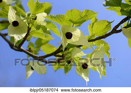 Picture - Handkerchief tree (Davidia involucrata vilmoriniana). Fotosearch