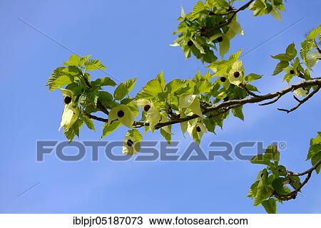 Handkerchief tree (Davidia involucrata vilmoriniana) View Large Photo Image Stock Image - Handkerchief tree (Davidia involucrata vilmoriniana). Fotosearch