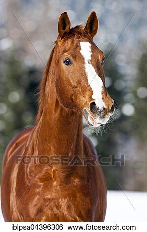 Hanoverian horse with brown reddish fur, snow backdrop, Tyrol, Austria, Europe View Large Photo Image Stock Photograph - Hanoverian horse with brown reddish fur, snow backdrop, Tyrol, Austria, Europe. Fotosearch