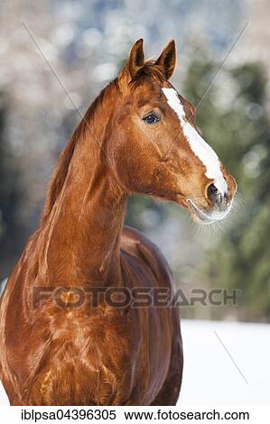 Hanoverian horse with brown reddish fur, snow backdrop, Tyrol, Austria, Europe View Large Photo Image Stock Photography - Hanoverian horse with brown reddish fur, snow backdrop, Tyrol, Austria, Europe. Fotosearch