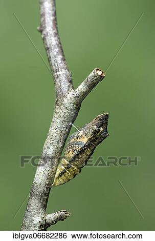 Hatching girdle pupa of a swallowtail butterfly (Papilio machaon), Switzerland, Europe View Large Photo Image Stock Photograph - Hatching girdle pupa of a swallowtail butterfly (Papilio machaon), Switzerland, Europe. Fotosearch