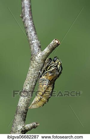 Hatching of a swallowtail butterfly (Papilio machaon) from a girdle chrysalis, Switzerland, Europe View Large Photo Image Stock Photo - Hatching of a swallowtail butterfly (Papilio machaon) from a girdle chrysalis, Switzerland, Europe. Fotosearch