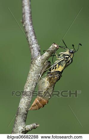 Hatching of a swallowtail butterfly (Papilio machaon) from a girdle chrysalis, Switzerland, Europe View Large Photo Image Stock Photo - Hatching of a swallowtail butterfly (Papilio machaon) from a girdle chrysalis, Switzerland, Europe. Fotosearch