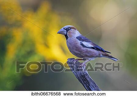 Hawfinch (Coccothraustes coccothraustes), Middle Elbe Biosphere Reserve, Saxony-Anhalt, Germany, Europe View Large Photo Image Stock Photo - Hawfinch (Coccothraustes coccothraustes), Middle Elbe Biosphere Reserve, Saxony-Anhalt, Germany, Europe. Fotosearch