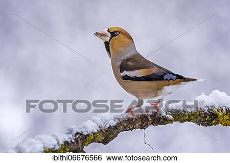 Hawfinch (Coccothraustes coccothraustes), Middle Elbe Biosphere Reserve, Saxony-Anhalt, Germany, Europe View Large Photo Image Stock Photograph - Hawfinch (Coccothraustes coccothraustes), Middle Elbe Biosphere Reserve, Saxony-Anhalt, Germany, Europe. Fotosearch